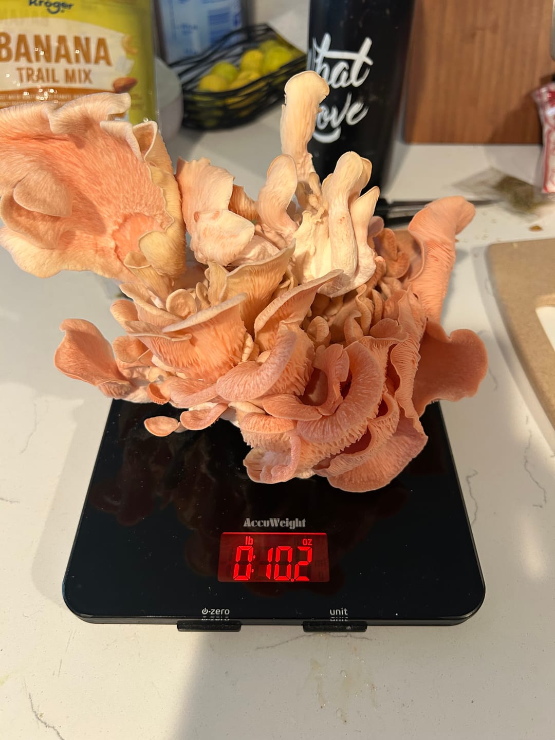 Customer photo review of Pink Oyster Mushroom