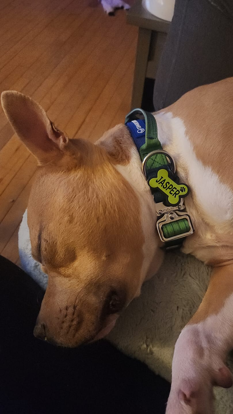 Customer photo review of Comfort Control Collar - Lime Wave