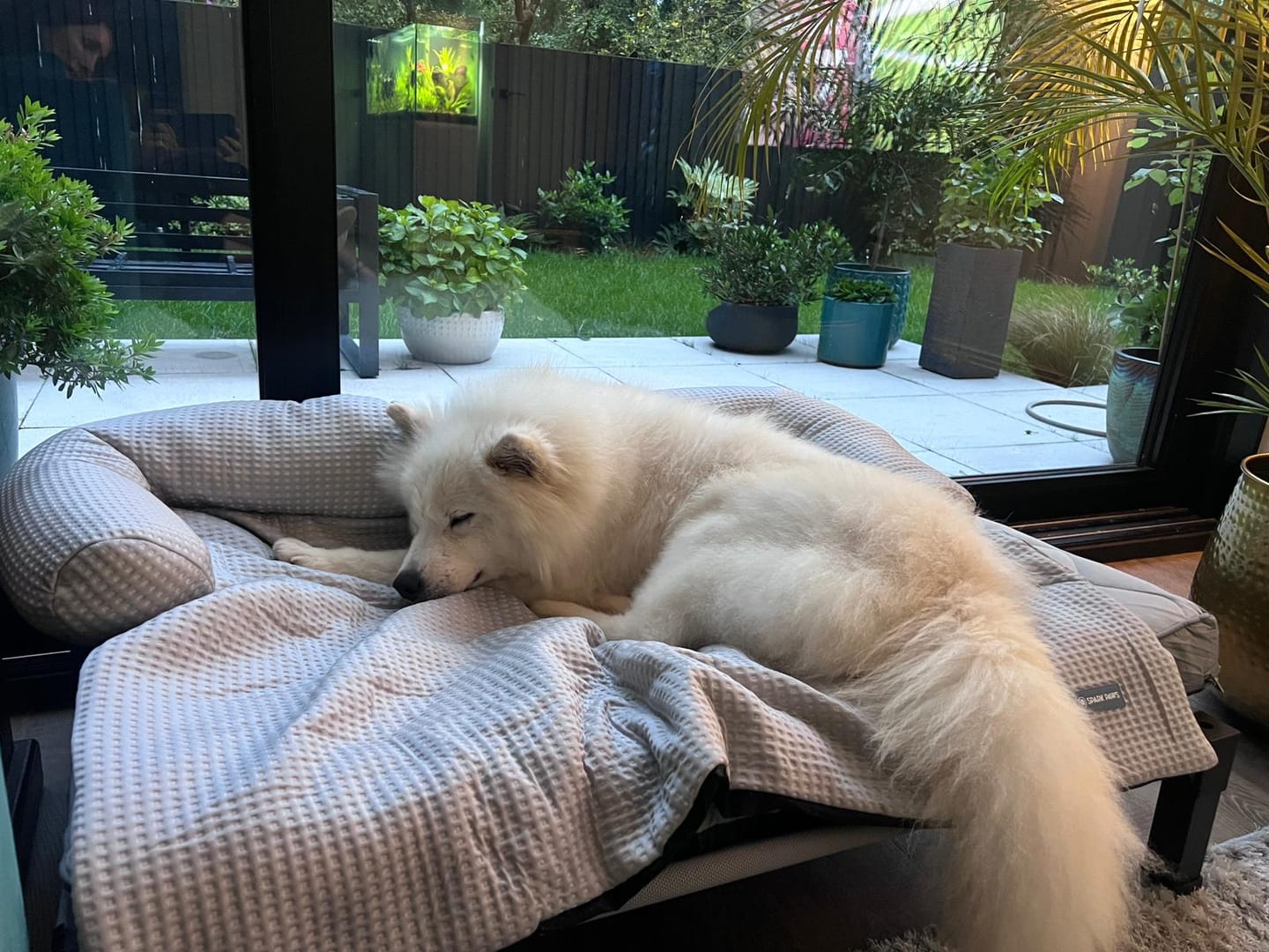 Customer photo review of Frostcore™ Cooling Couch Cover Dog Bed