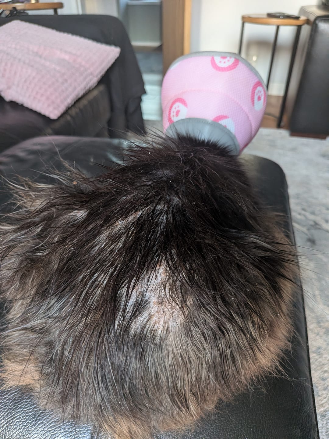 Customer photo review of Cat Spray