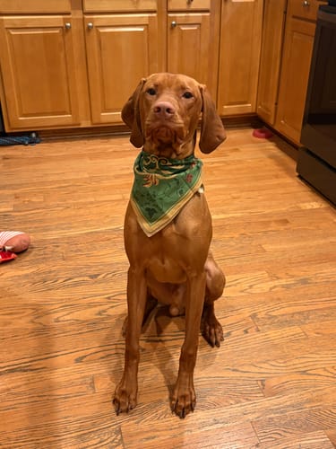 Customer's handsome brown dog sitting on a wood floor while wearing the green and gold Rose Bandana.