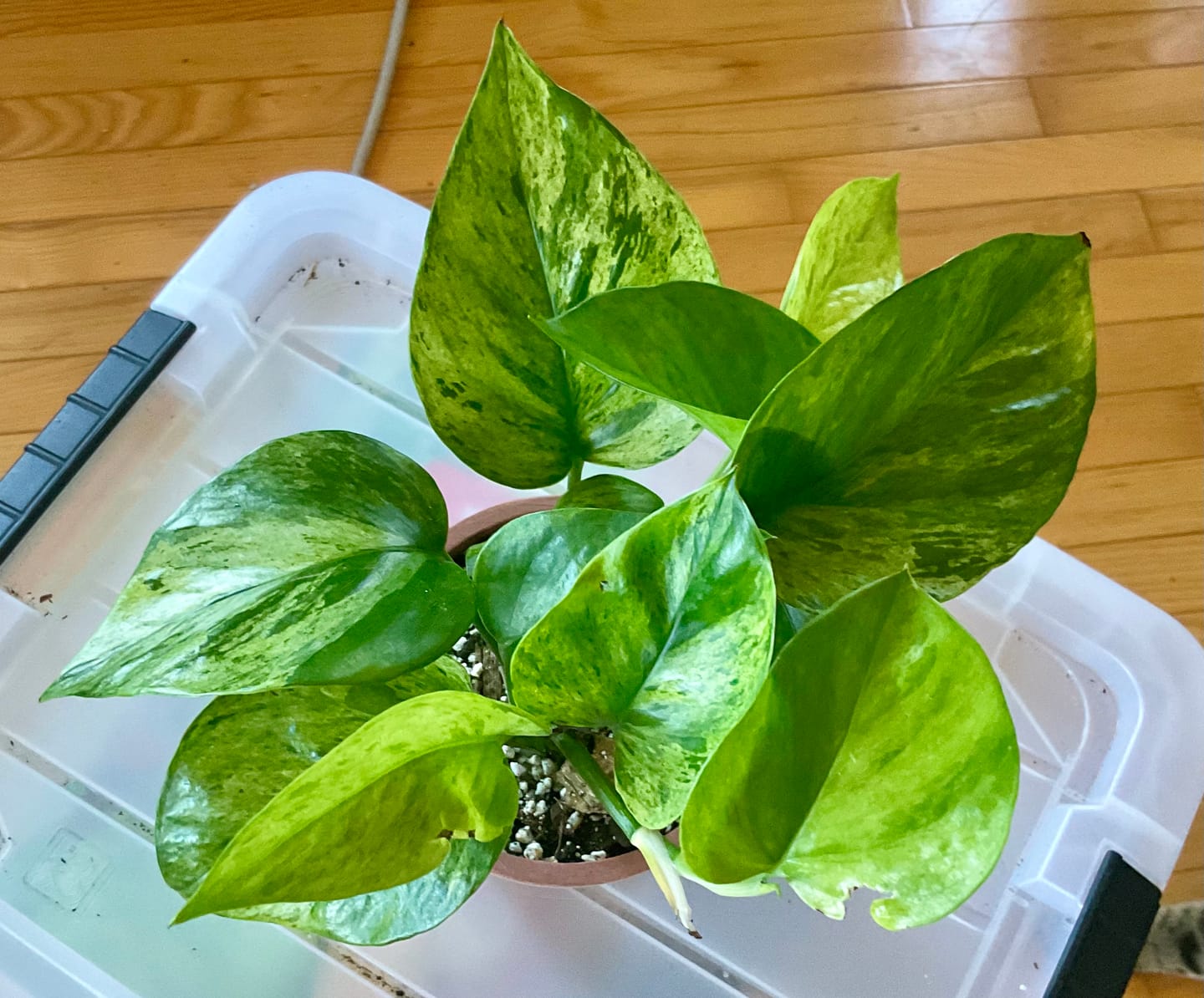 Customer photo review of Pothos Epipremnum aureum 'Jessenia'