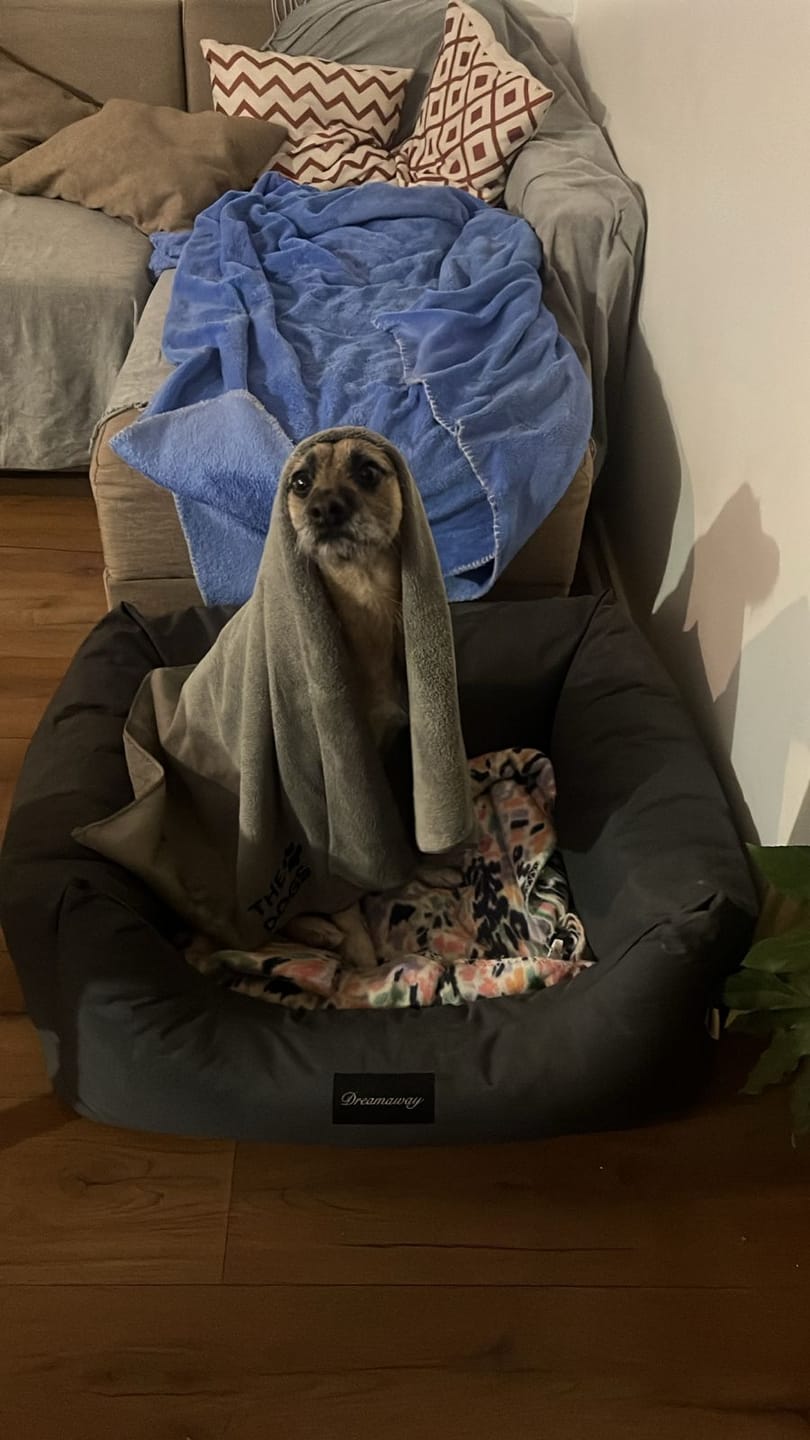 Customer photo review of Toalla de microfibra THE DOGS — Adiós olor a perro mojado
