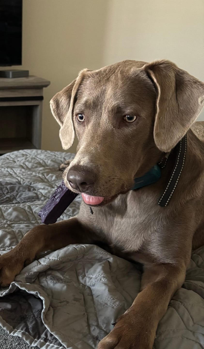 Customer photo review of Strawberry Himalayan Yak Chew (MEDIUM)