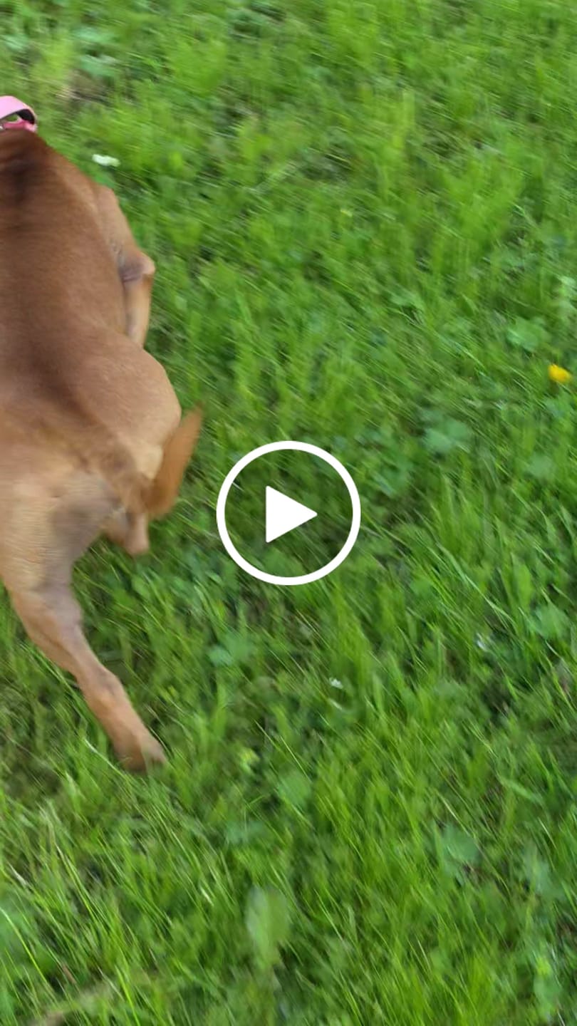 Customer video review of 4cm Combat® Collar | Handle & Rated Clip - Pink