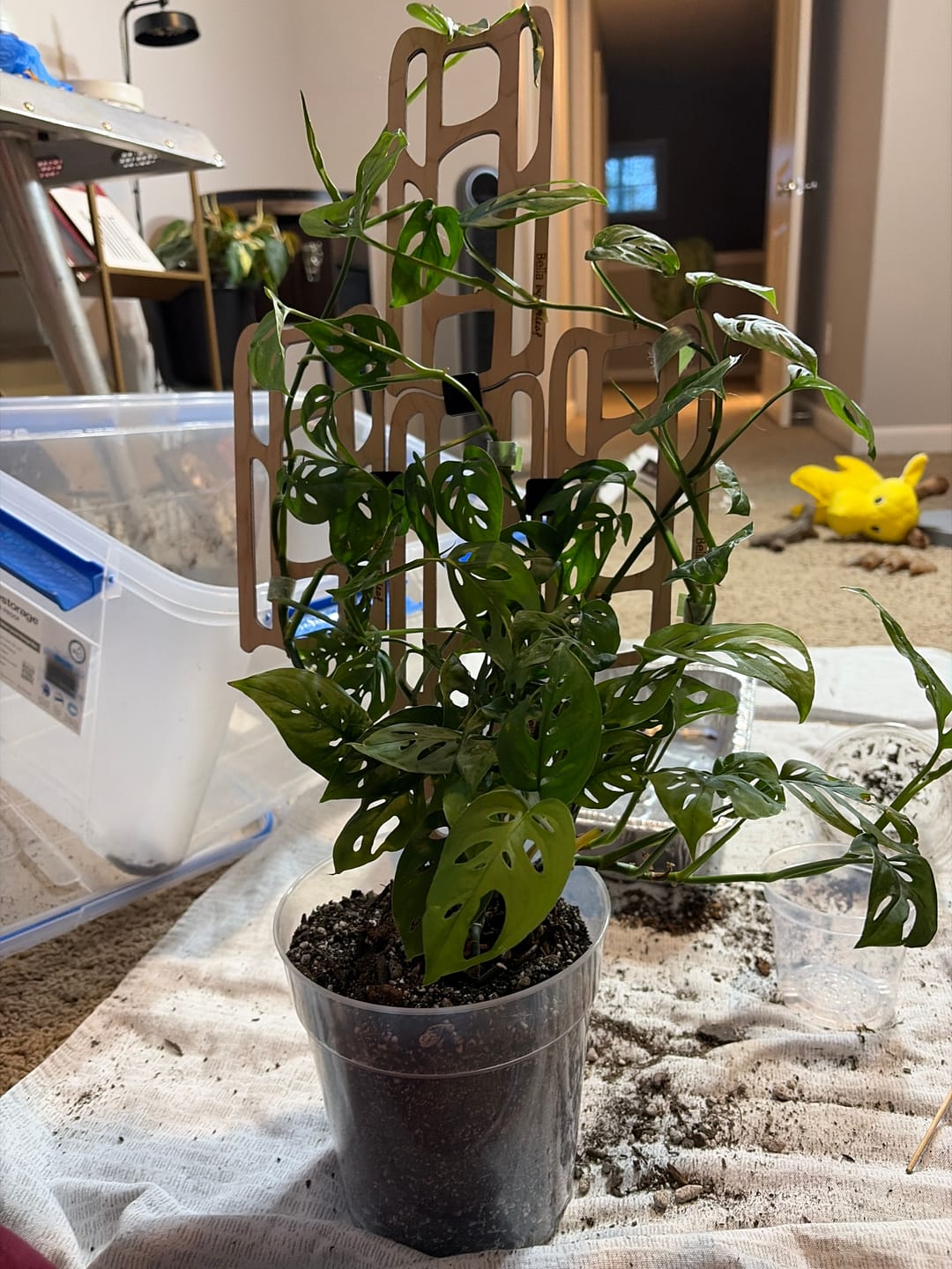 Customer photo review of Bella™ - Extendable Wooden Support for Climbing Houseplants