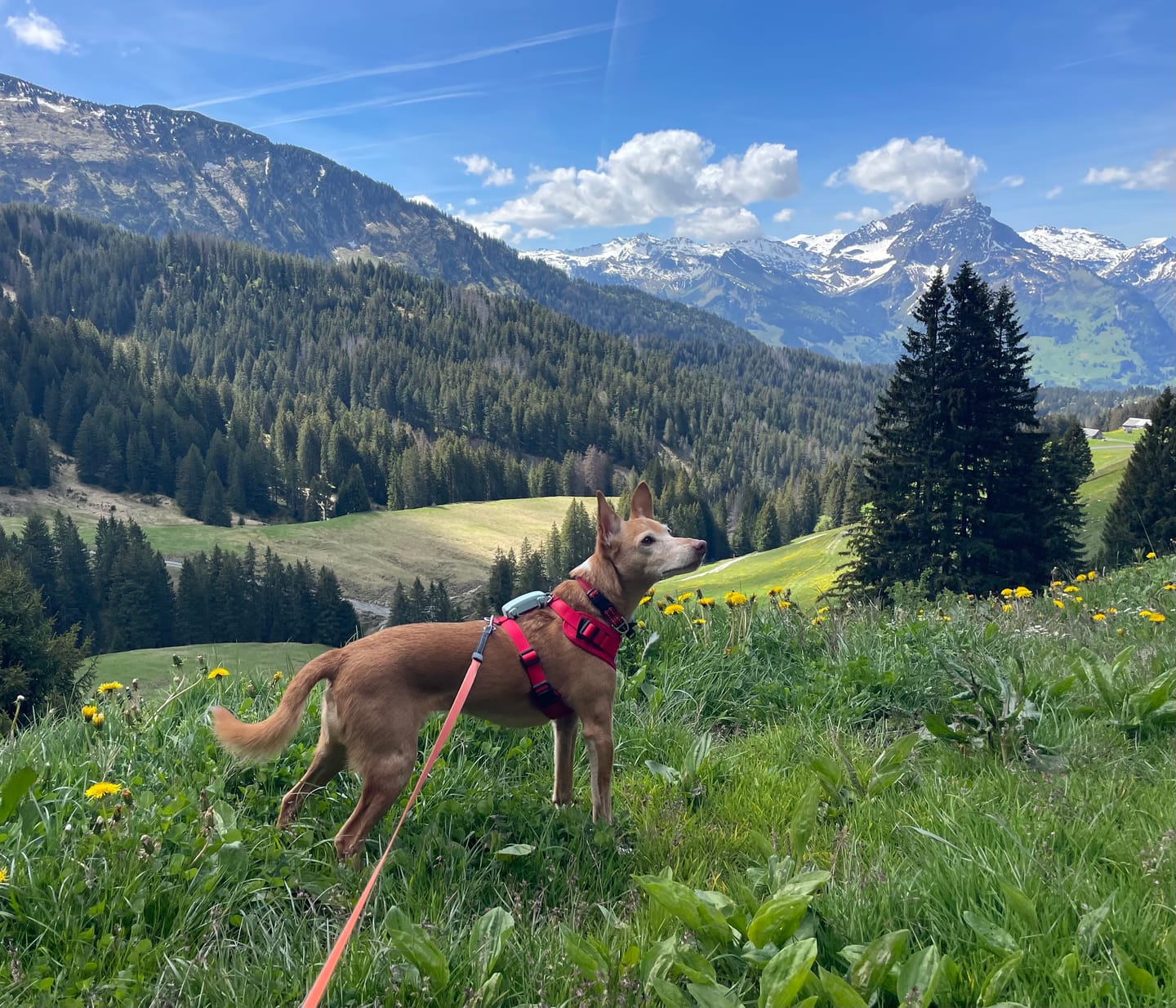 Customer photo review of Mesh Vest weich gepolstertes Hundegeschirr