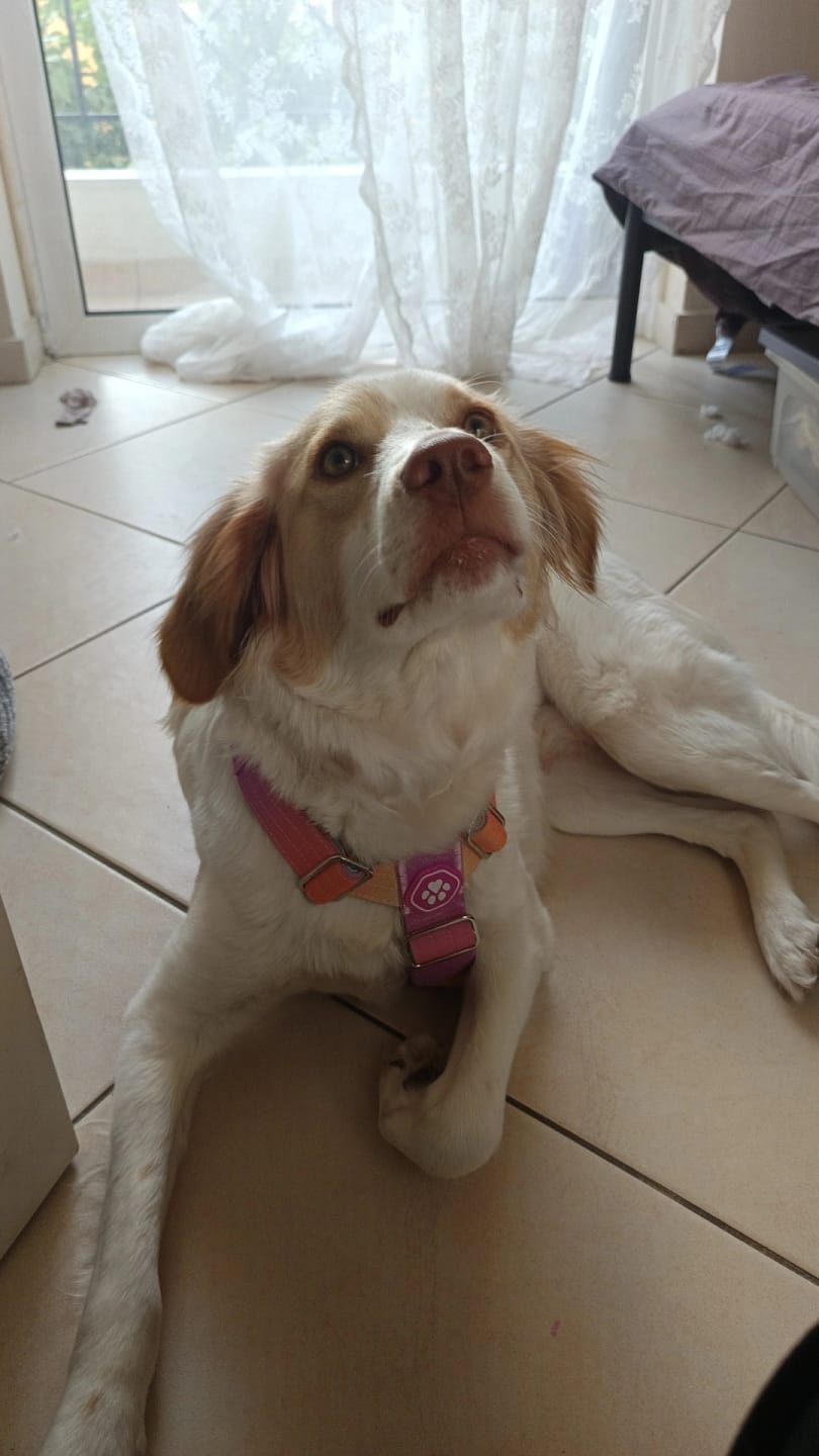 Customer photo review of Multipurpose Seatbelt Handsfree Leash & Poop Bag Holder Set
