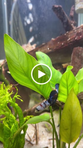 Customer video review of Koi Nemo Female Betta Fish Sorority | Successful Sorority Pack