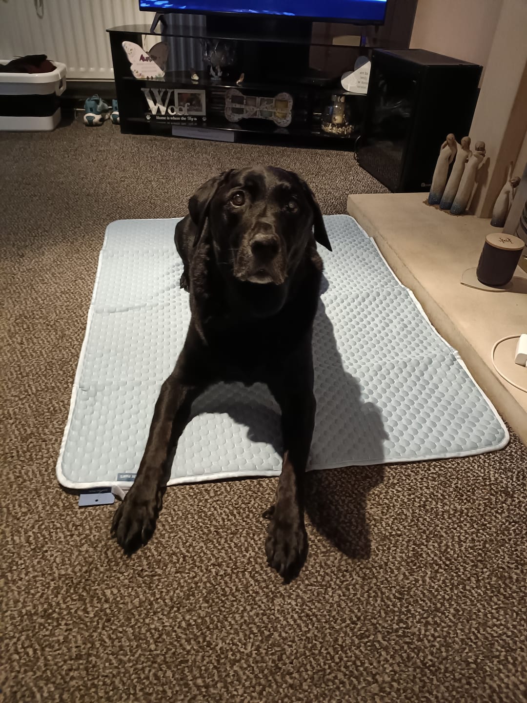 Customer photo review of Frostcore™ Cooling Mat - Ash Blue