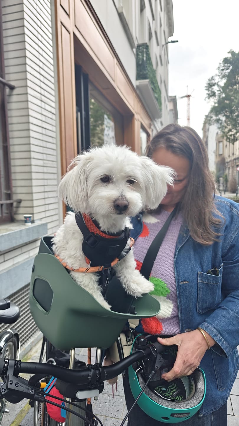 Customer photo review of Kvisp Dog Bike Carrier