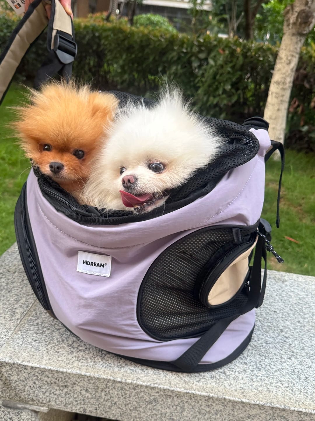 Customer photo review of Comfortable Labor-saving Front Pet Carrier