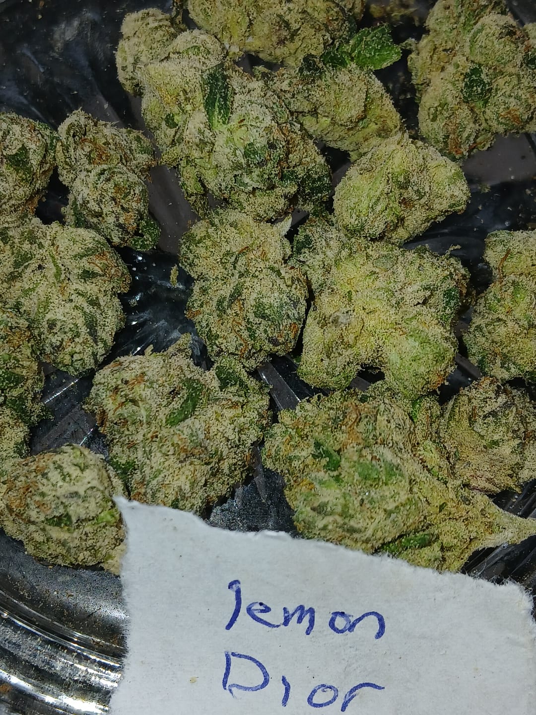 Customer photo review of Boutique Exotics Lemon Dior - Bulk - Hybrid