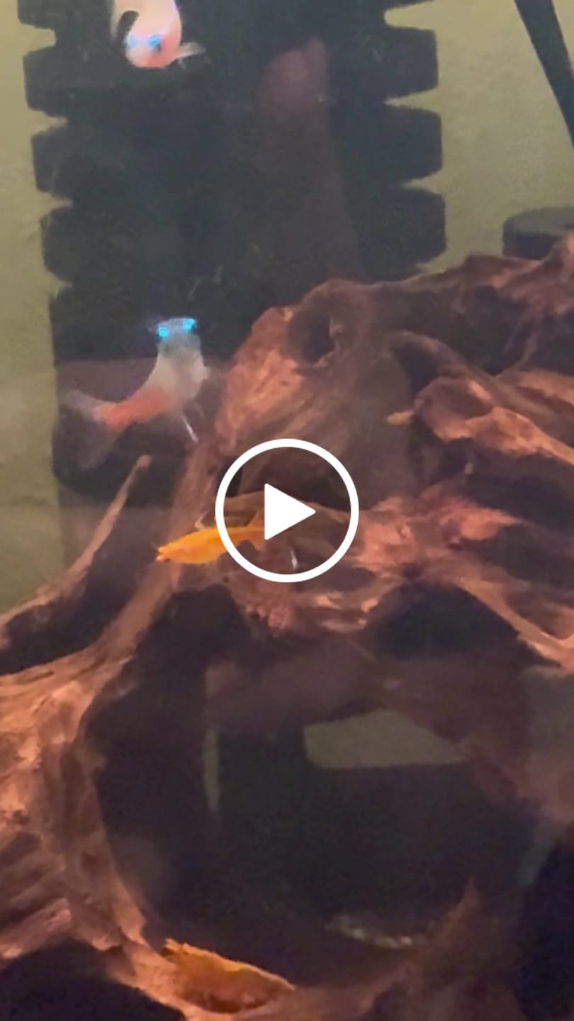 Customer video review of Orange Rili Shrimp