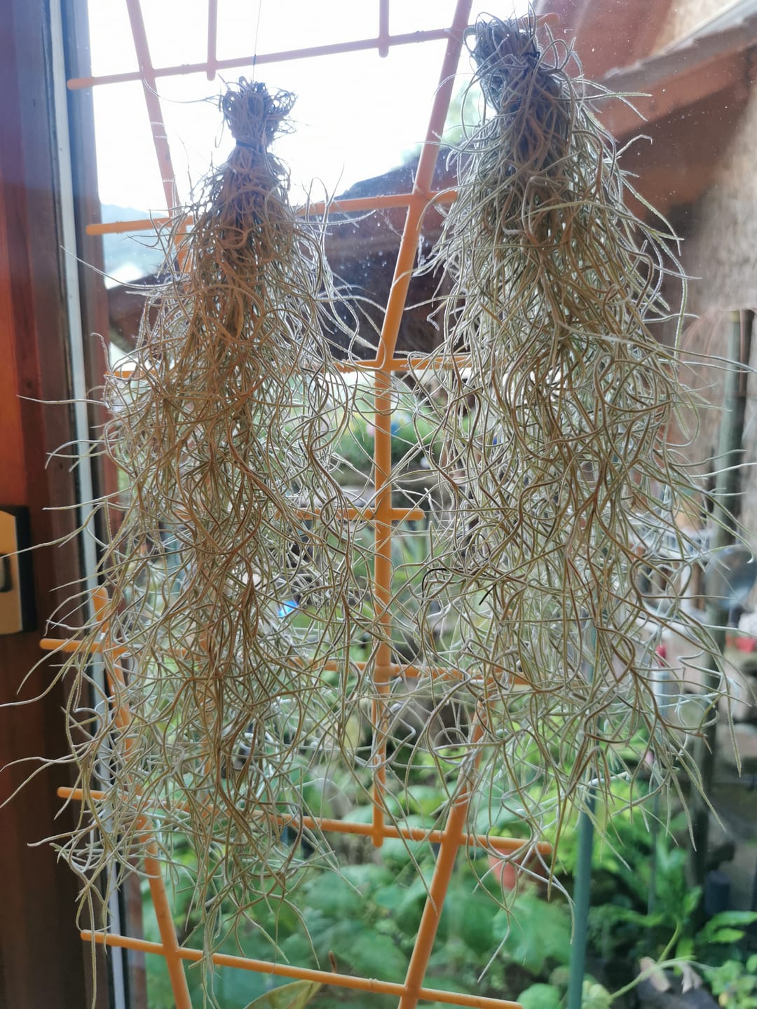 Customer photo review of Tillandsia usneoides - Lousianamoos