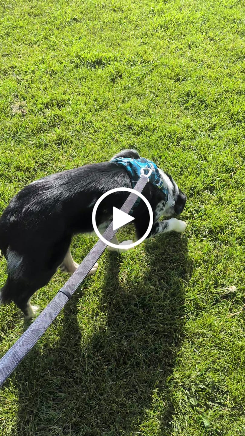 Customer video review of Multi-Way Lead