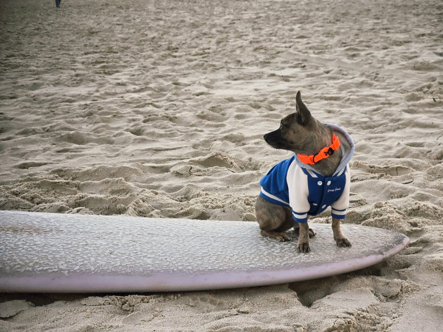 Customer photo review of Dog Varsity Jackets