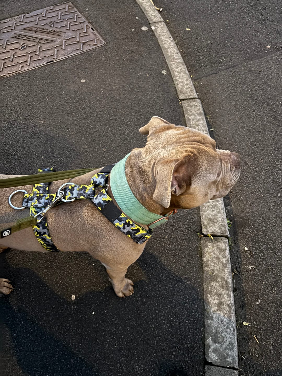Customer photo review of Anti-Pull TRI-Harness® | Training Dog Harness for All Breeds - Lightning