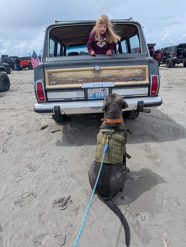 Customer cane corso wearing Team K9 gear