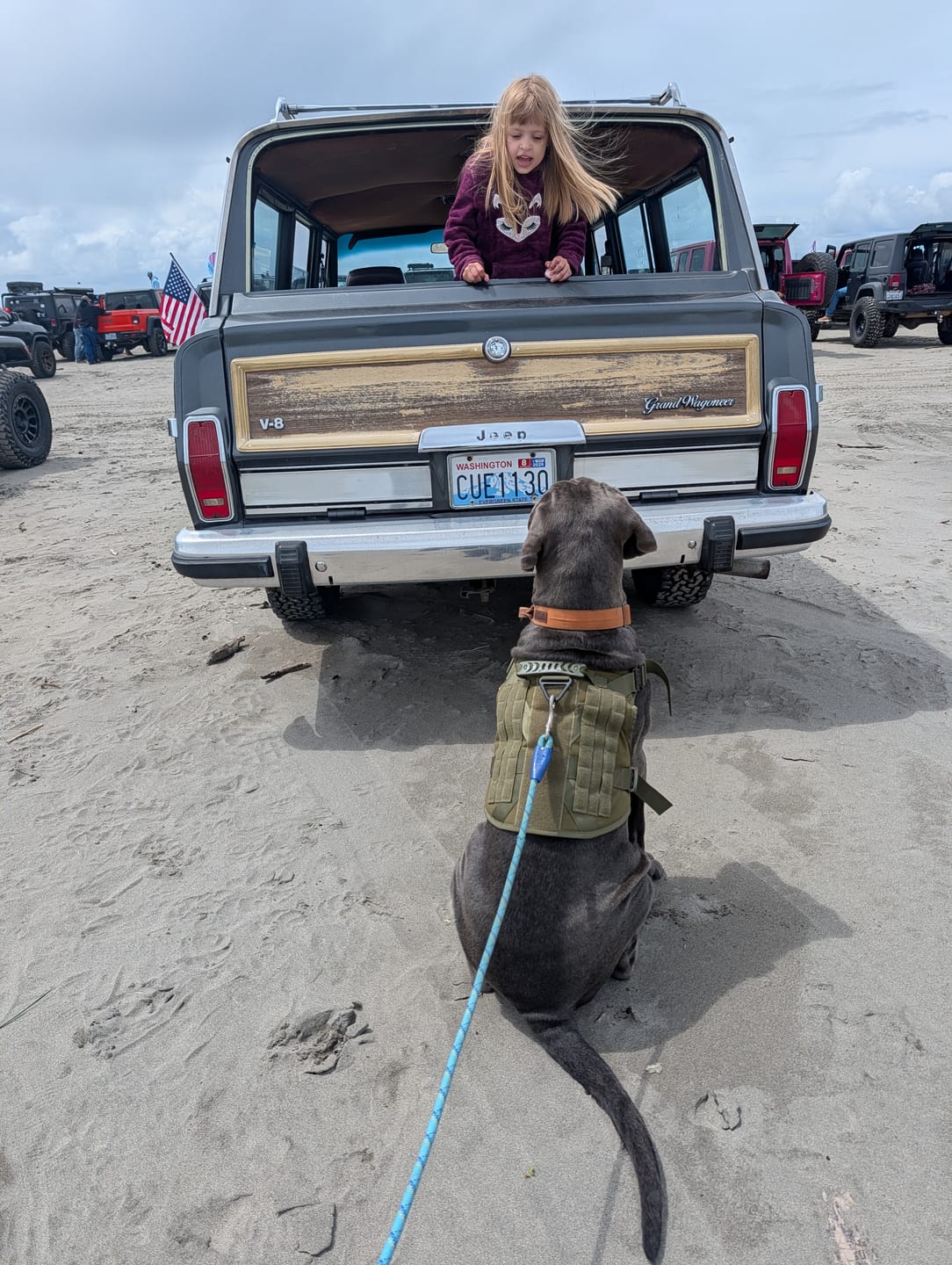 Customer photo review of Classic Heavy-Duty Tactical No-Pull Team K9™ Dog Harness With Front & Back D-Rings, Quick-Release Metal-Buckles, Hook & Loop Panels, & Top Handle