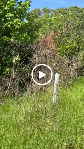 Customer video review of Tree Pro Grow Tubes