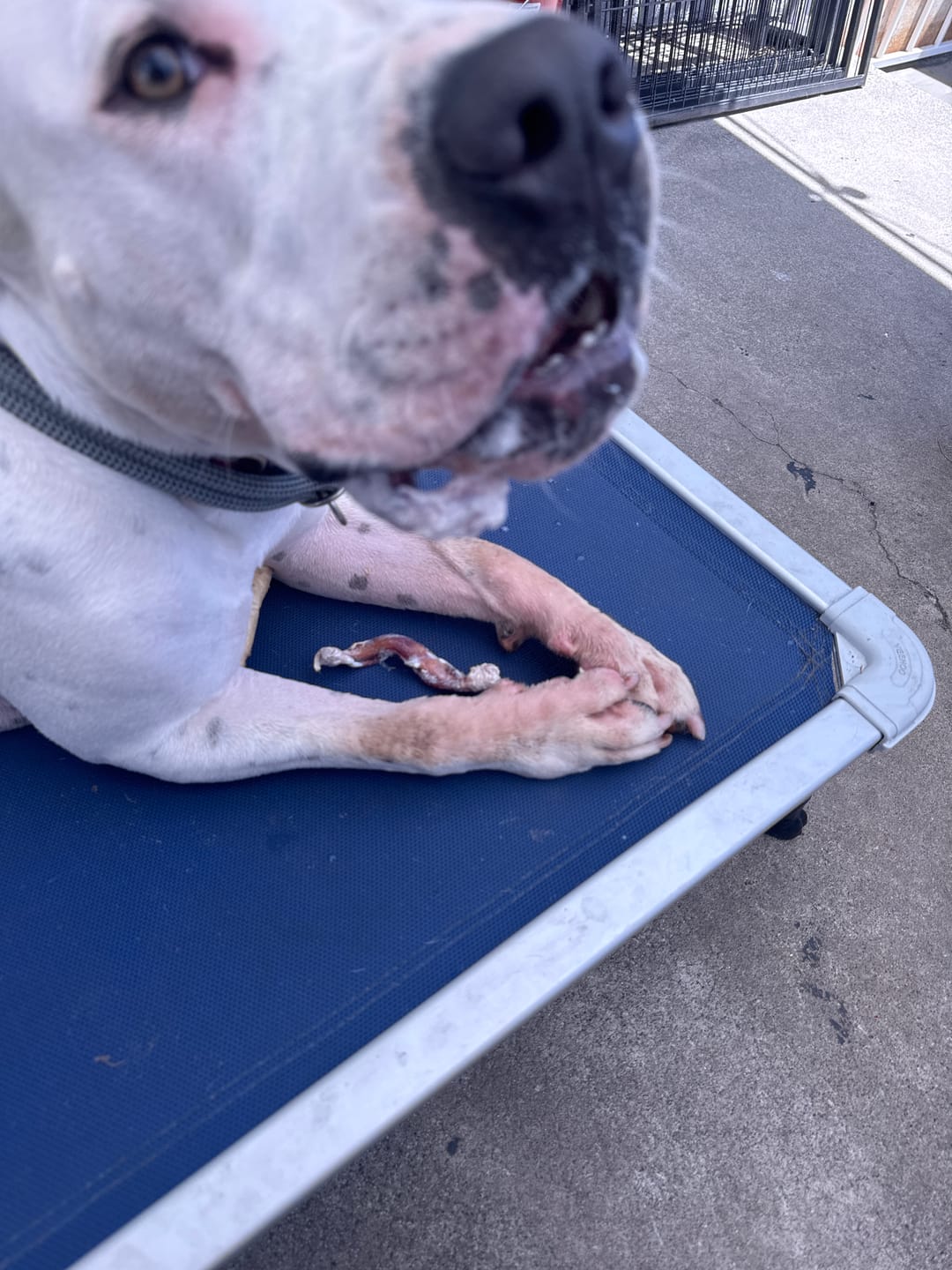 Customer photo review of 12 Inch Monster Braided Bully Stick