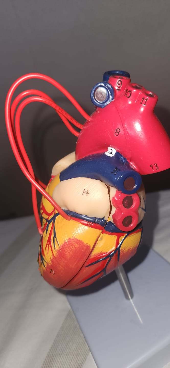 Customer photo review of Corazón desarmable 2 partes