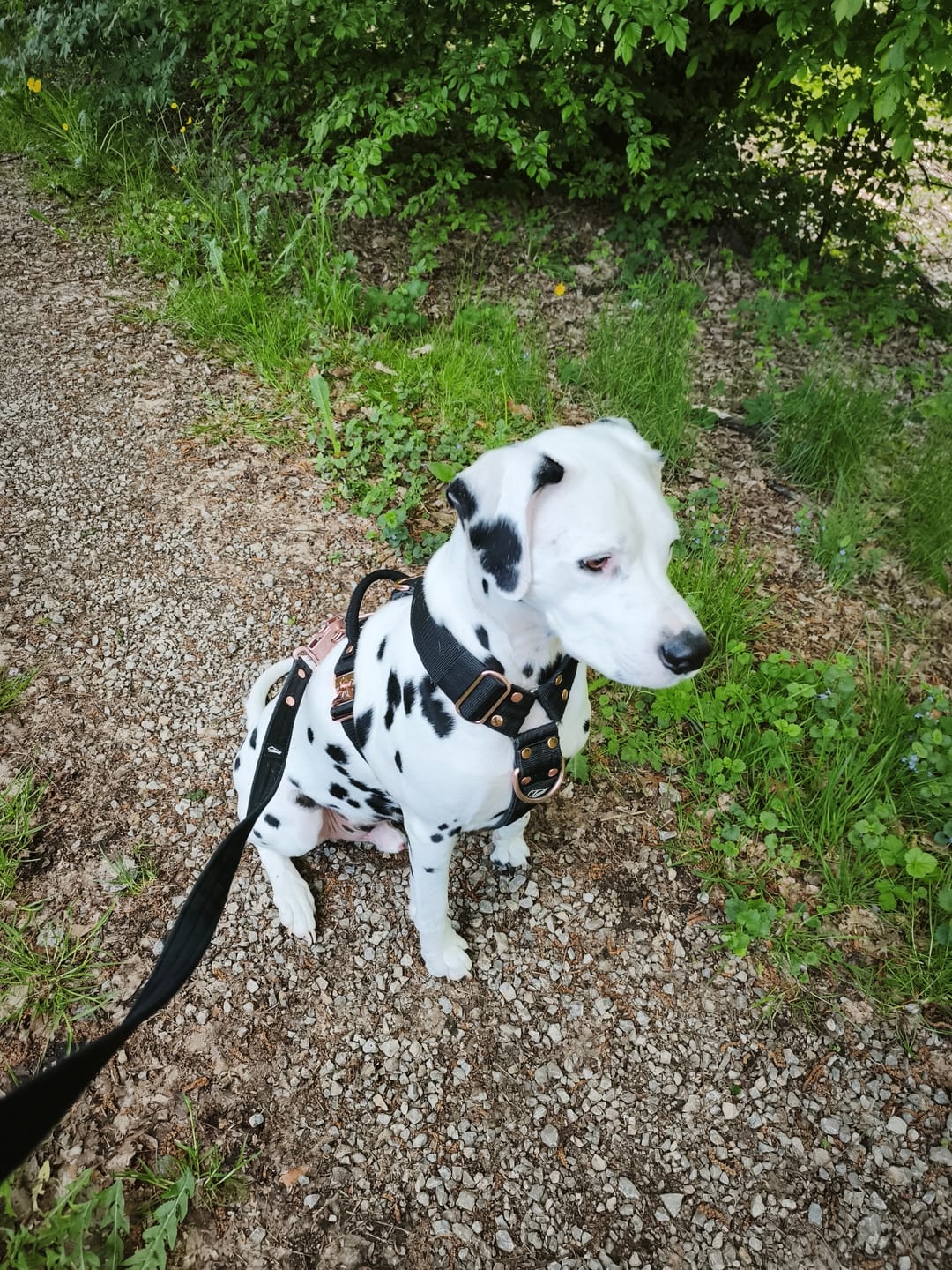 Customer photo review of Walk Leash Rose Edition Svart - Säkert nylonkoppel i olika längder