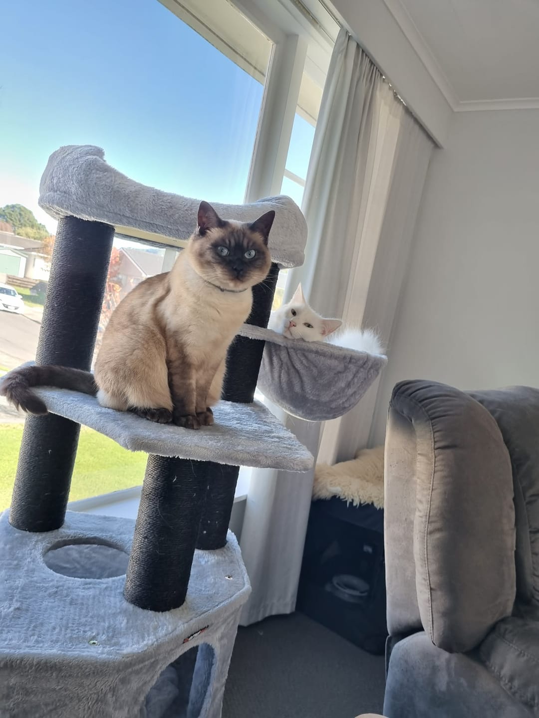Customer photo review of Cat Tree 141cm with Basket Lounger and Cuddle Cave - Light Grey
