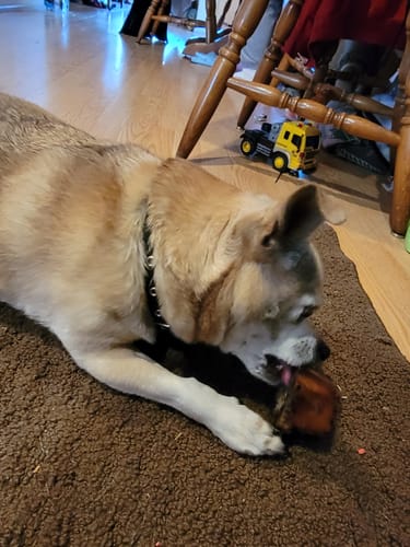 Customer's older, tan dog lying on a brown rug while chewing a Smoked Beef Marrow Bone.