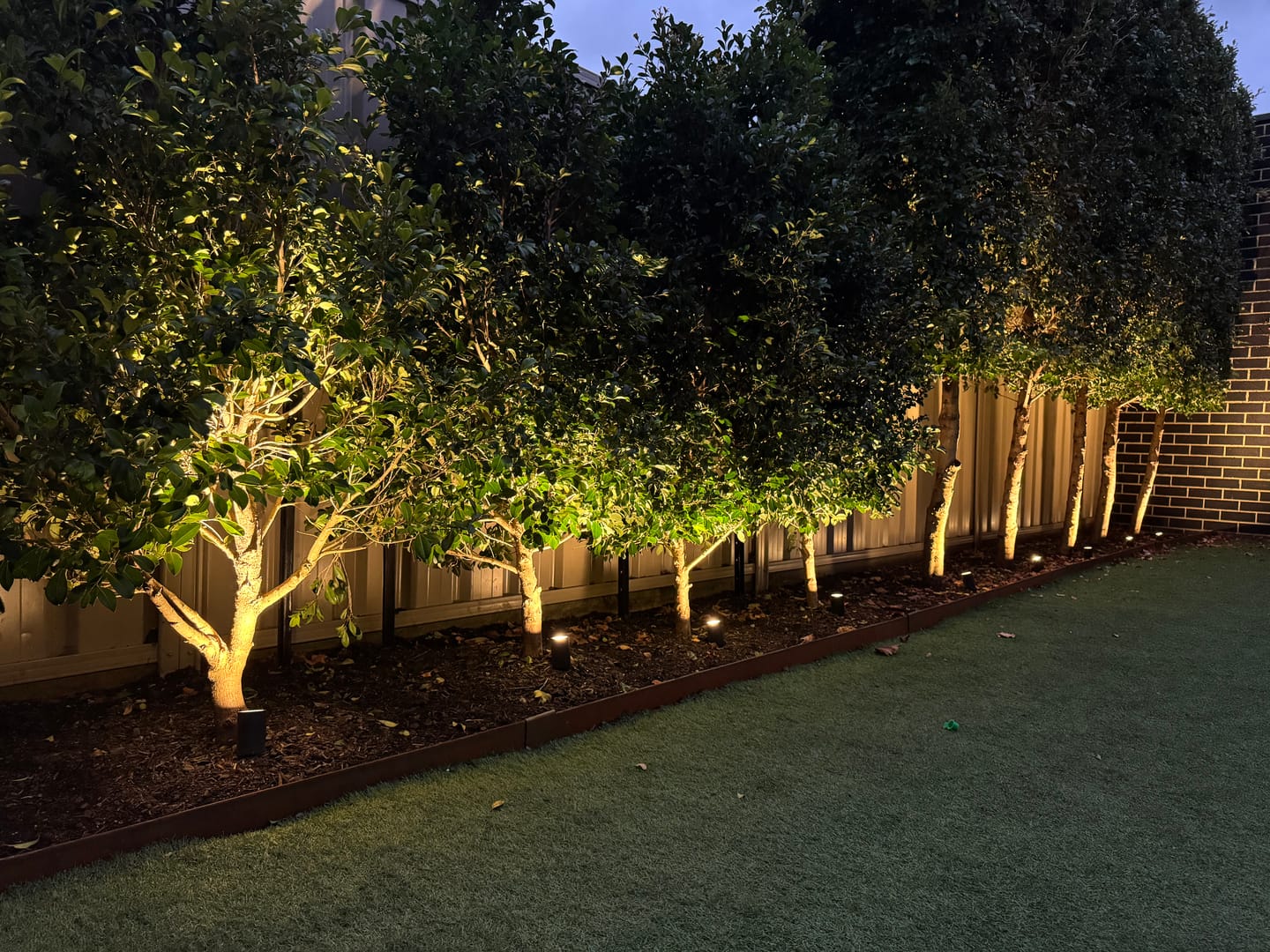 Customer photo review of Lilly Pilly Resilience - Syzygium australe 'Resilience'