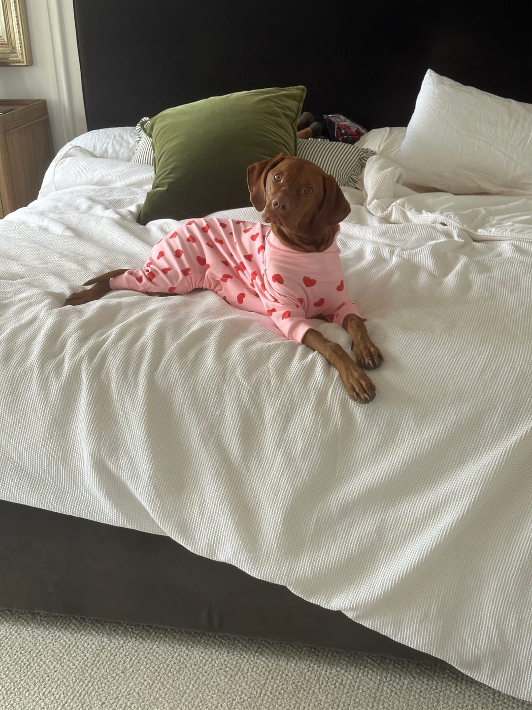 Customer photo review of Dog Pajama Prints
