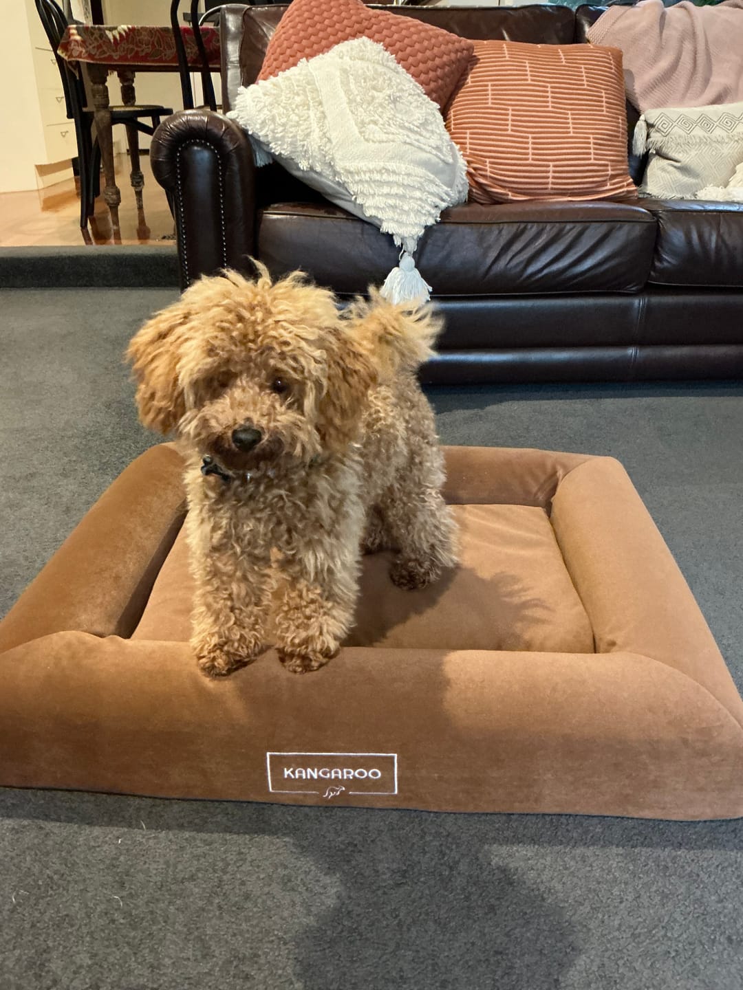 Customer photo review of Orthopaedic Memory Foam Dog Bed