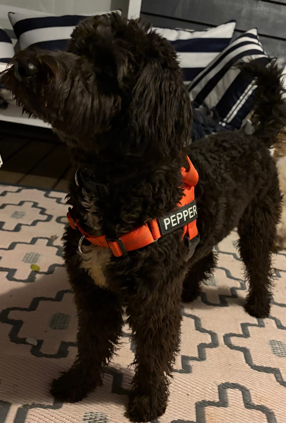 Customer photo review of The Good Dog Harness