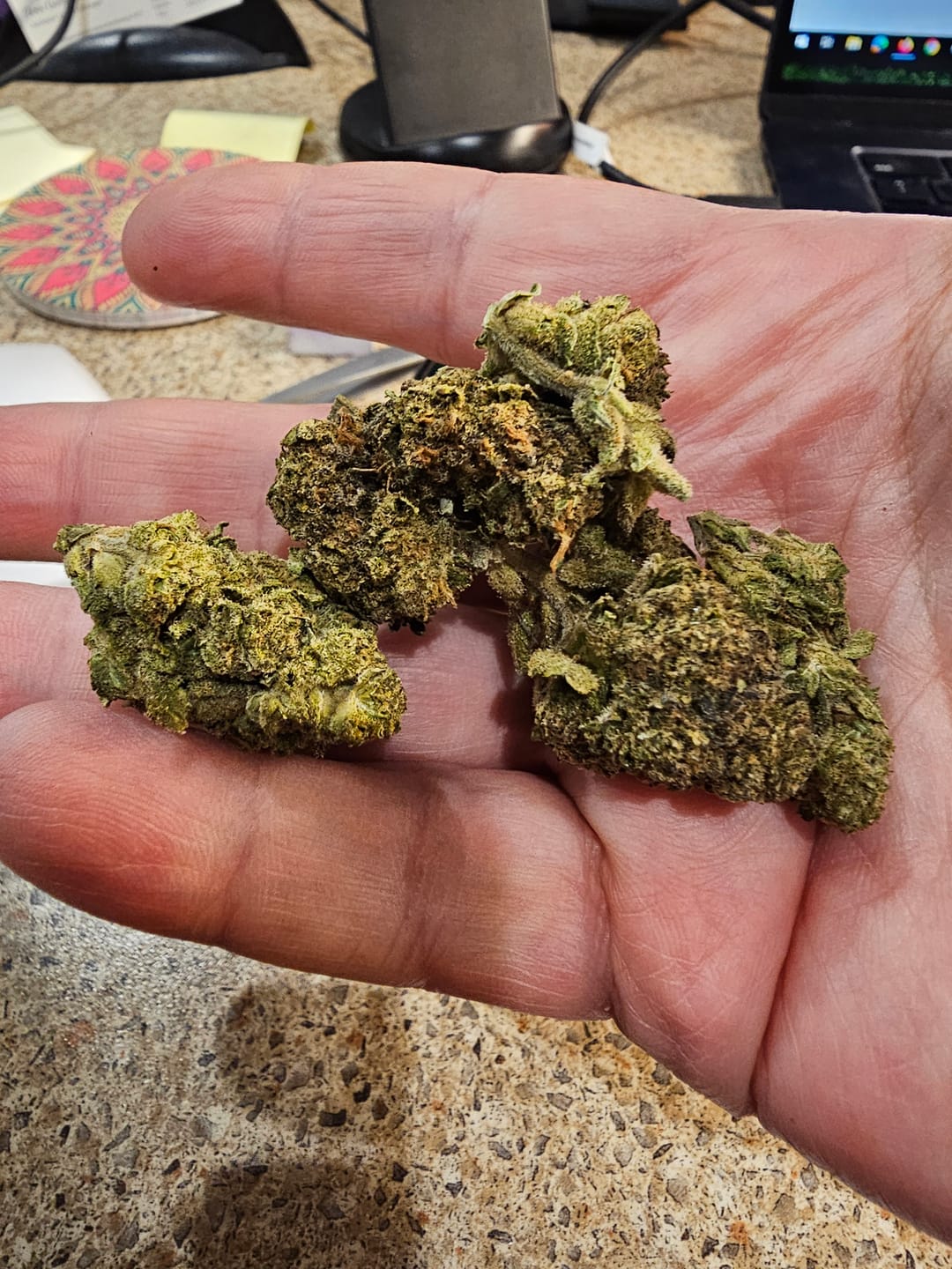 Customer photo review of Alien OG