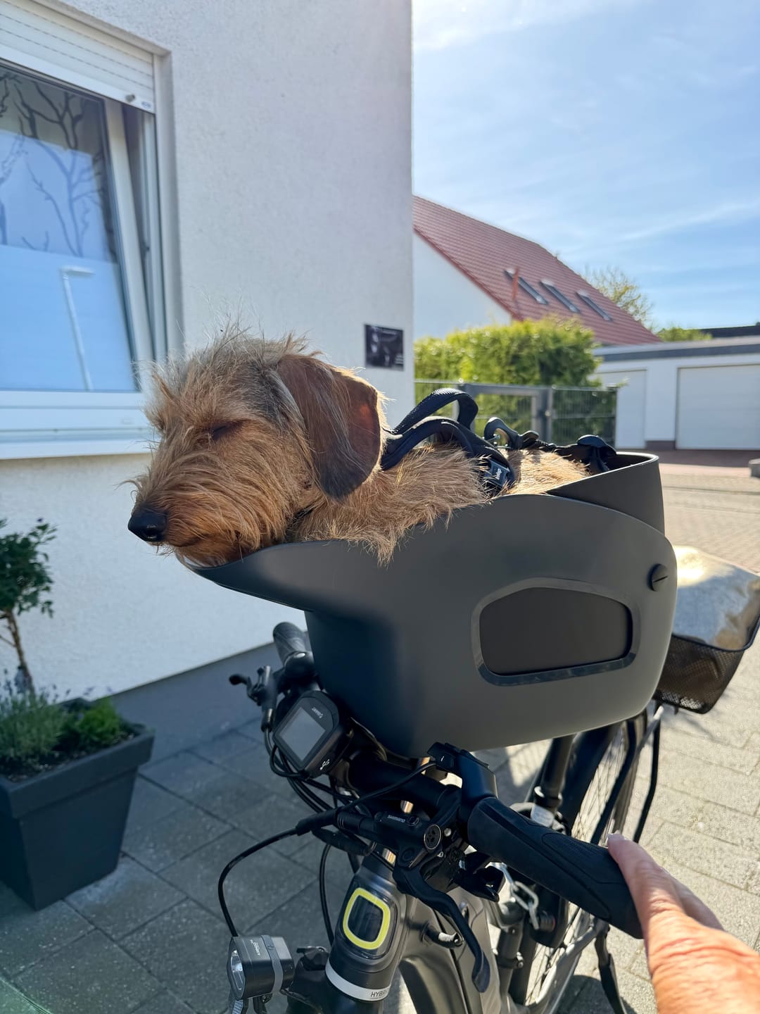 Customer photo review of Kvisp Dog Bike Carrier