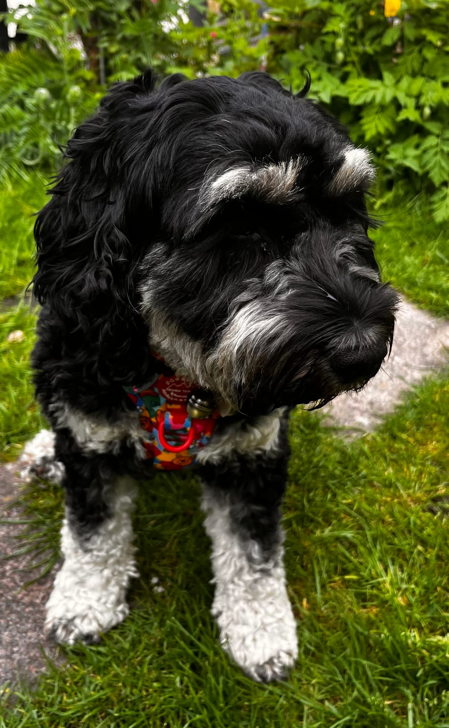Customer photo review of Disney© Tough Trails™ Harness - Winnie Goes Retro
