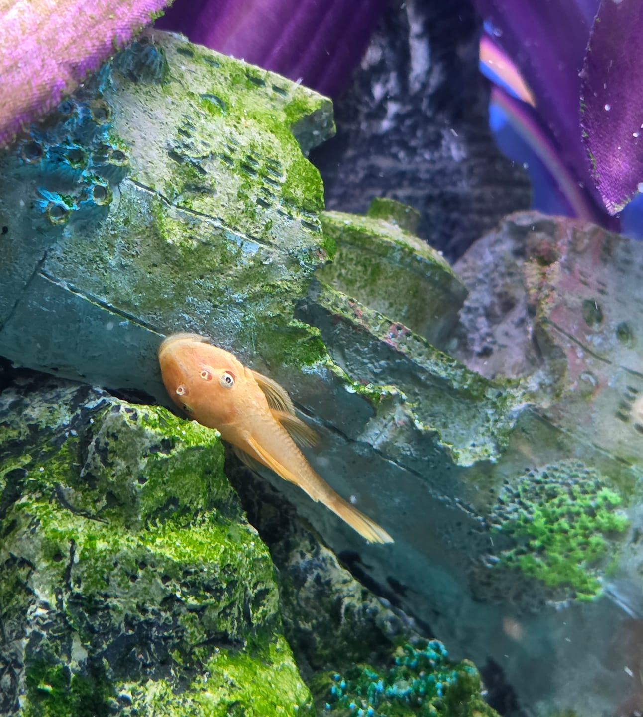 Customer photo review of L144a Blue Eye Lemon Bristlenose Pleco (2 Inches) "NEW"
