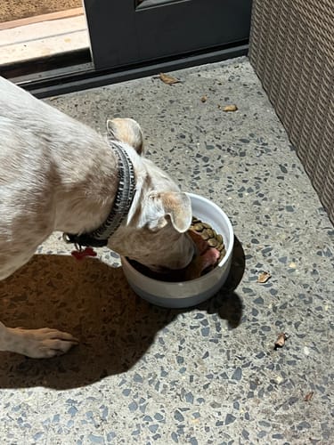 Customer photo review of Marine Vitality Mussel Powder For Dogs - 150g