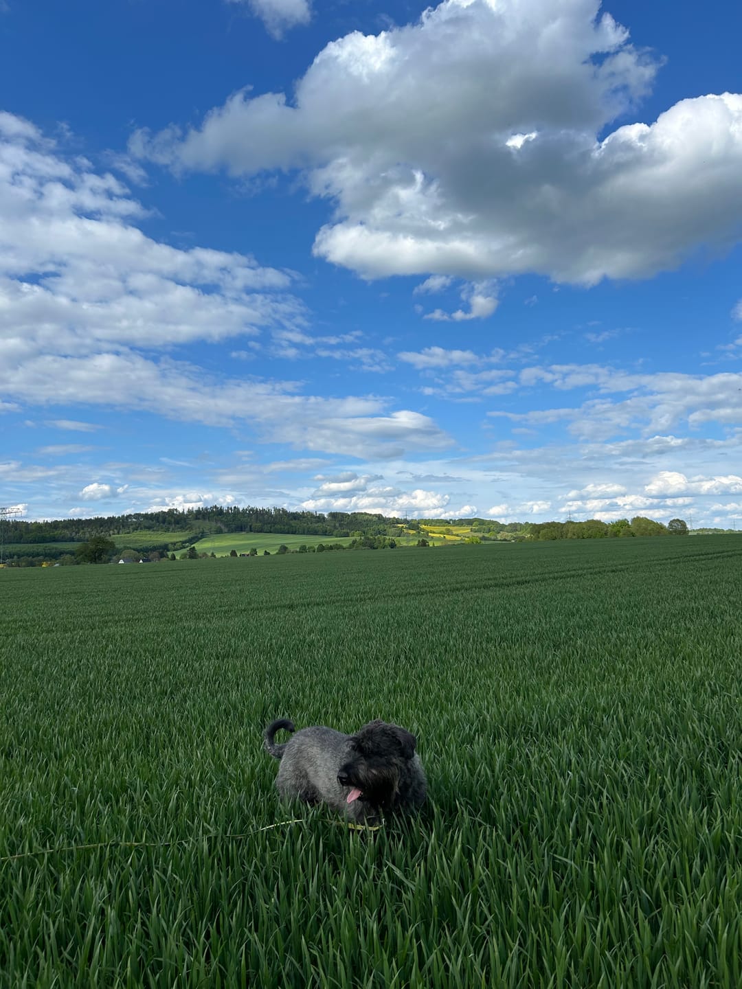 Customer photo review of Wurmtest Pro Hund