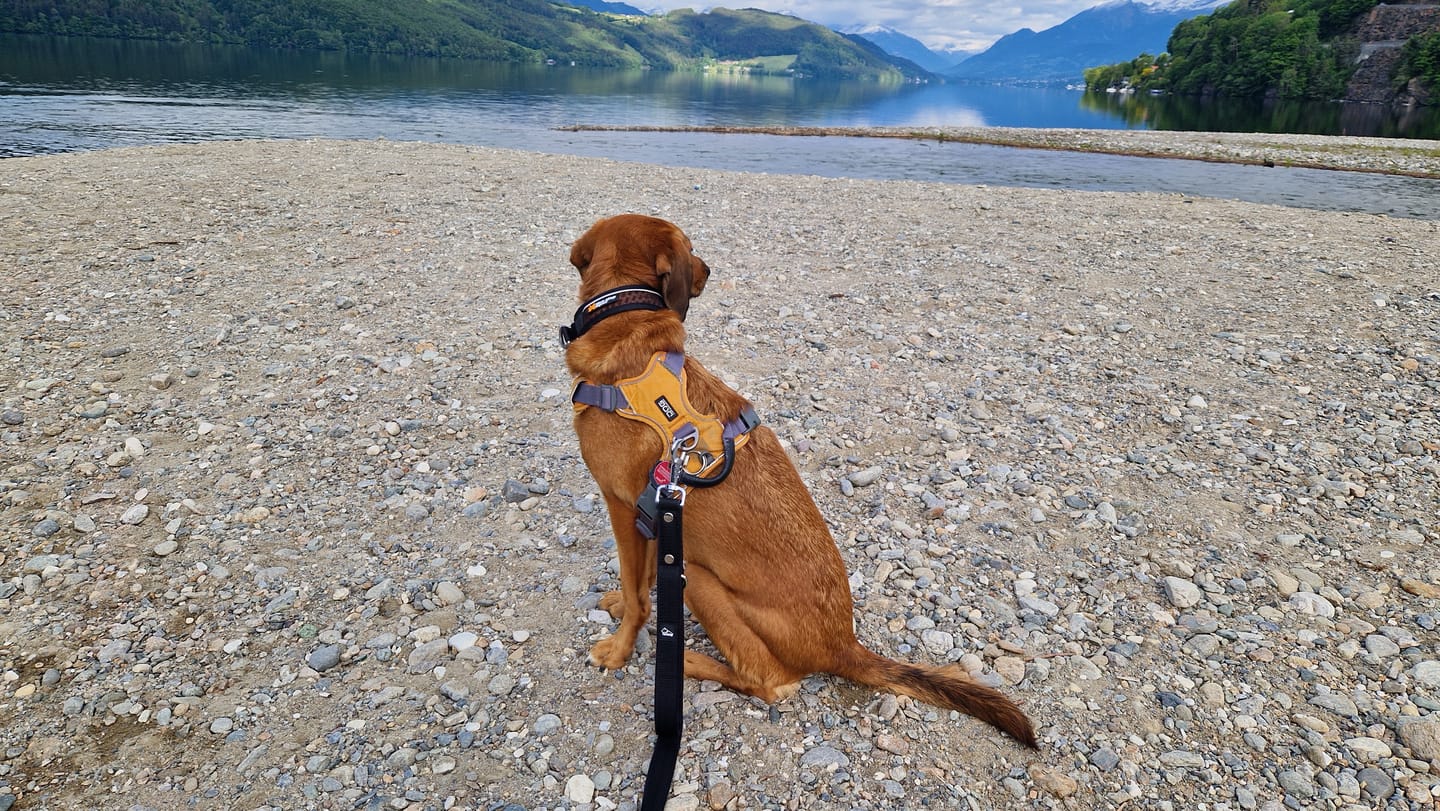 Customer photo review of Multi Guard Leash Svart - Multi-väktarkoppel