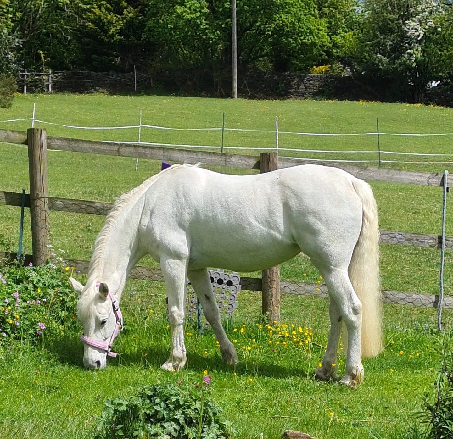 Customer photo review of Green Lipped Mussel Powder For Horses