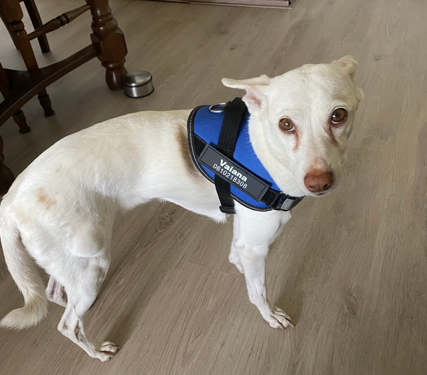Customer photo review of PawGuard - Gepersonaliseerd Hondentuigje
