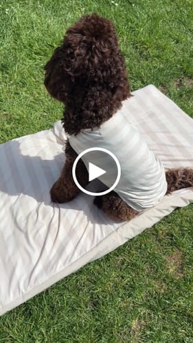 Customer video review of Hazelnut Stripe | Summer Breeze Cooling Vest
