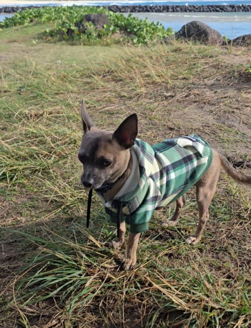 Customer photo review of Plaid Dog Hoodies