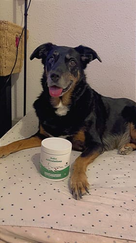 Avis d'un client : son chien noir et feu couché à côté du pot de Complément articulations.