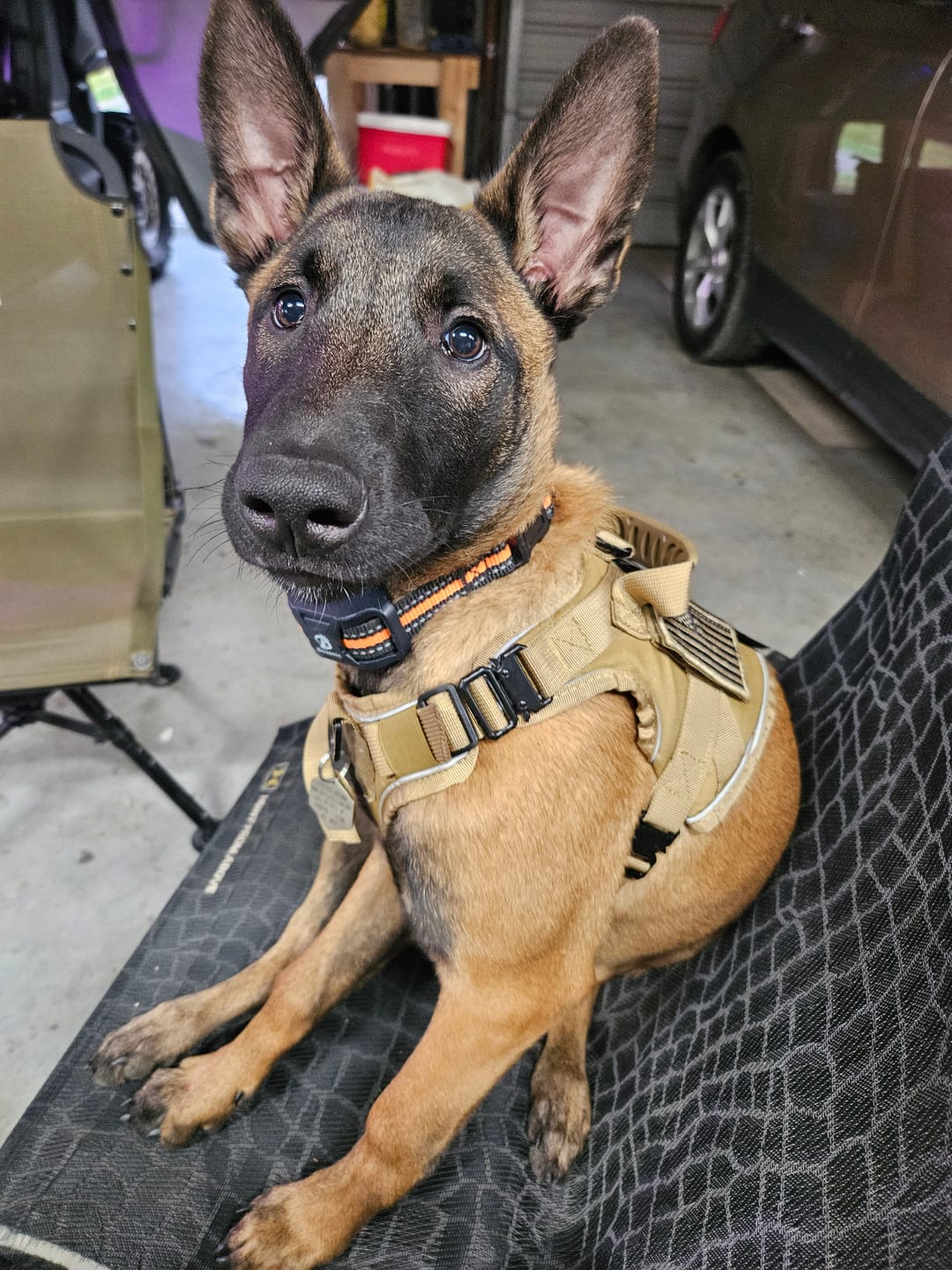 Customer photo review of NEW Upgraded Tactical No-Pull Team K9™ Dog Harness with 4 Quick-Release Metal Buckles, Reinforced Front & Back V-Rings, Hook & Loop Panels, Adjustable Straps, Reflective Strips, & Top Handle