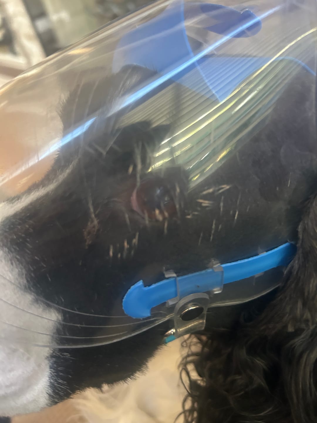Customer photo review of OptiVizor - Regular Snout - Clear UV Tint