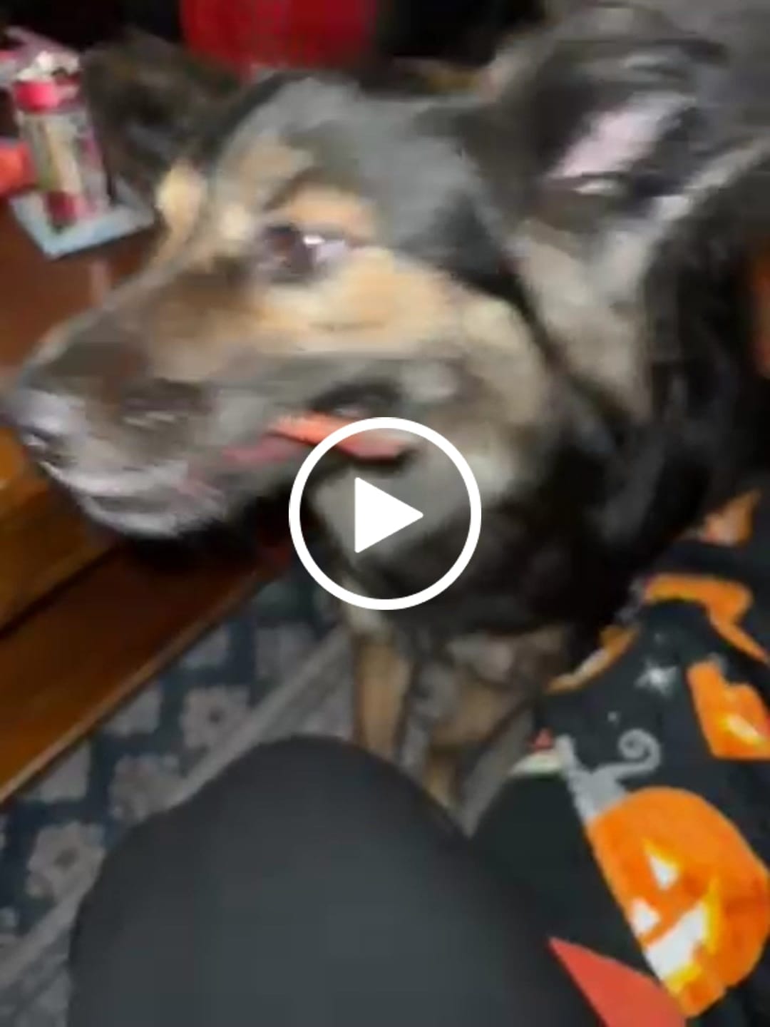 Customer video review of Beef Gullet Jerky Sticks 6"