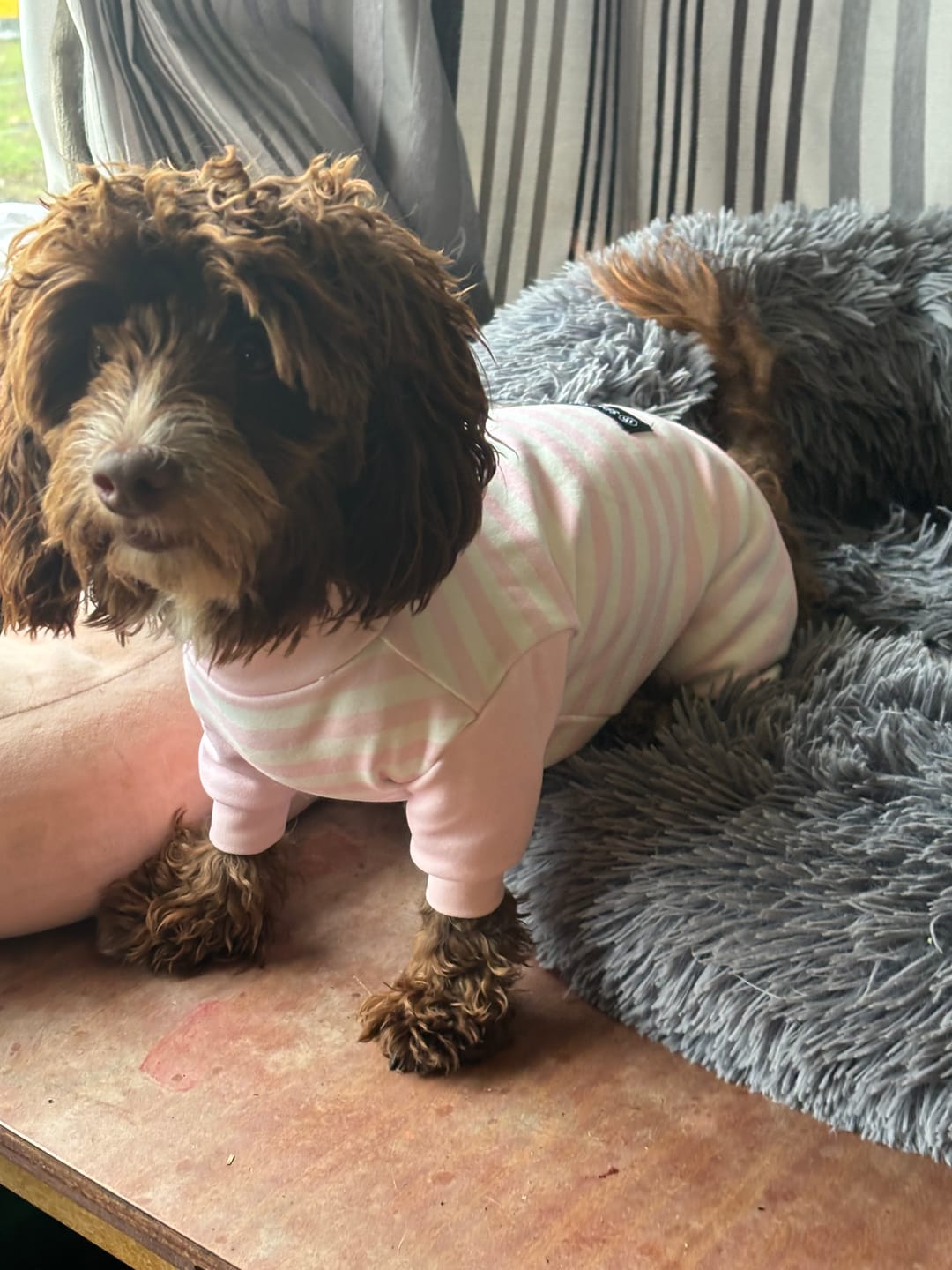 Customer photo review of Dog Pajama - Pink Stripes